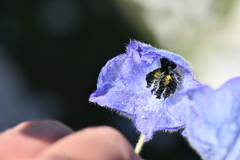 Delphinium brunonianum