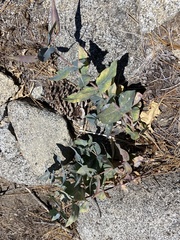 Asclepias cordifolia