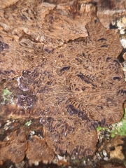 Trichaptum laricinum