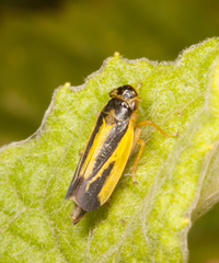 Evacanthus interruptus