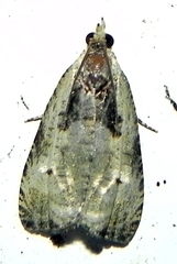 Olethreutes punctanum