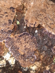 Trichaptum laricinum