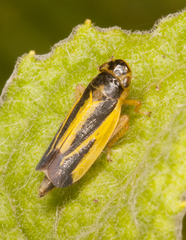 Evacanthus interruptus