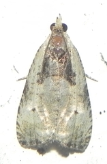 Olethreutes punctanum