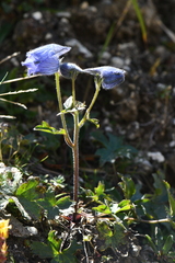 Delphinium brunonianum