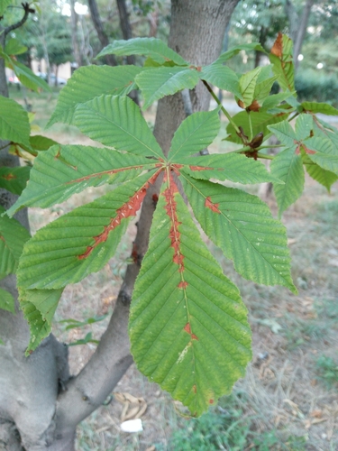 Obični divlji kesten (Aesculus hippocastanum)