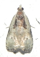 Olethreutes punctanum