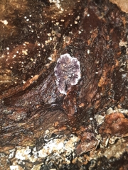 Trichaptum laricinum