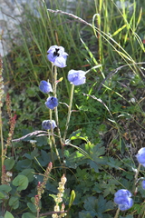 Delphinium brunonianum