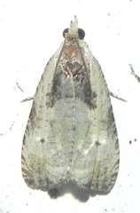 Olethreutes punctanum