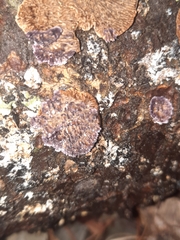 Trichaptum laricinum
