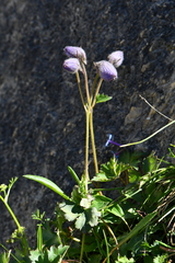 Delphinium brunonianum
