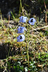 Delphinium brunonianum