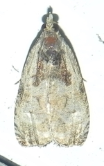 Olethreutes punctanum
