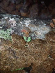 Trichaptum laricinum