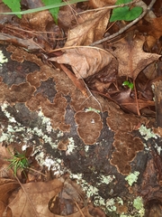 Trichaptum laricinum