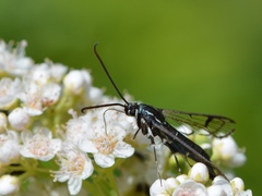 Synanthedon exitiosa