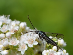 Synanthedon exitiosa