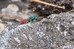 Chrysis scutellaris