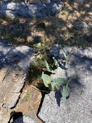 Asclepias cordifolia