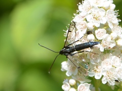 Synanthedon exitiosa