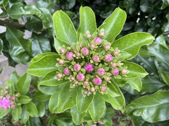 Pereskia