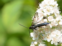 Synanthedon exitiosa