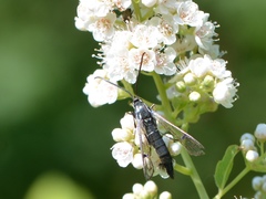 Synanthedon exitiosa