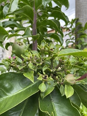Pereskia