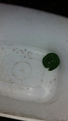Erythrolamprus viridis
