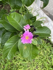Pereskia