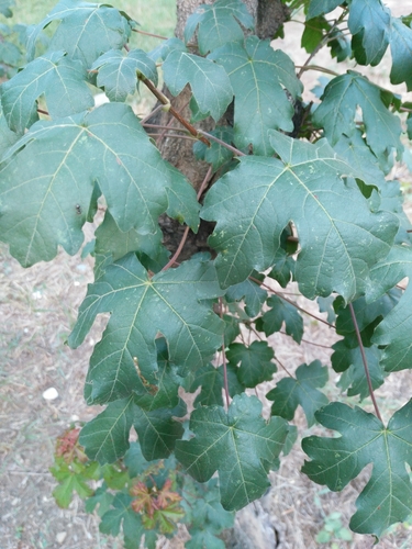 Javor klen (Acer campestre)