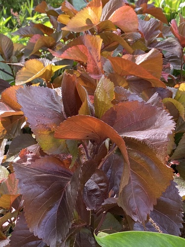 Acalypha wilkesiana image