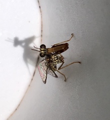 Leptomantispa pulchella