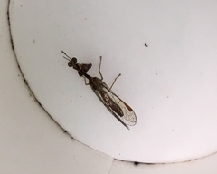 Leptomantispa pulchella