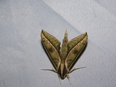 Xylophanes docilis