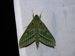 Xylophanes mirabilis