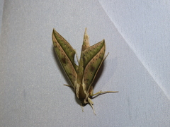 Xylophanes docilis