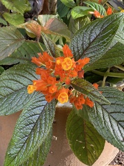 Chrysothemis pulchella