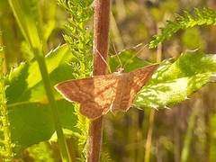 Idaea serpentata