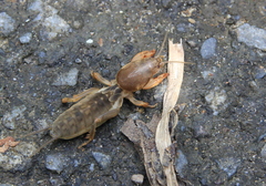 Gryllotalpa orientalis