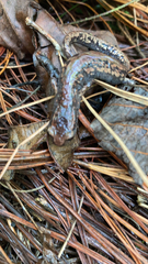 Pseudoeurycea leprosa