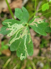Phytomyza aquilegivora