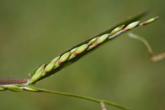 Urochloa subquadripara