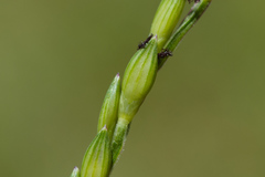 Urochloa subquadripara