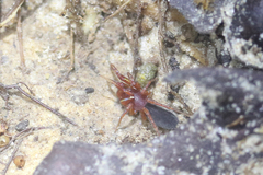 Dysderoidea