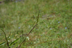 Urochloa subquadripara