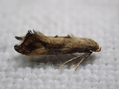 Epermenia illigerella