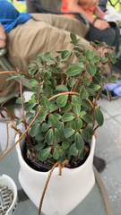 Peperomia blanda