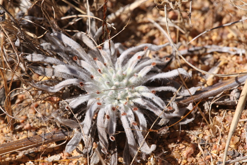 Drosera ordensis
